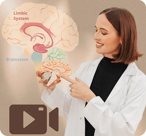 Specialist explaining brain anatomy