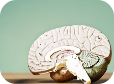 Cross-section of a brain model